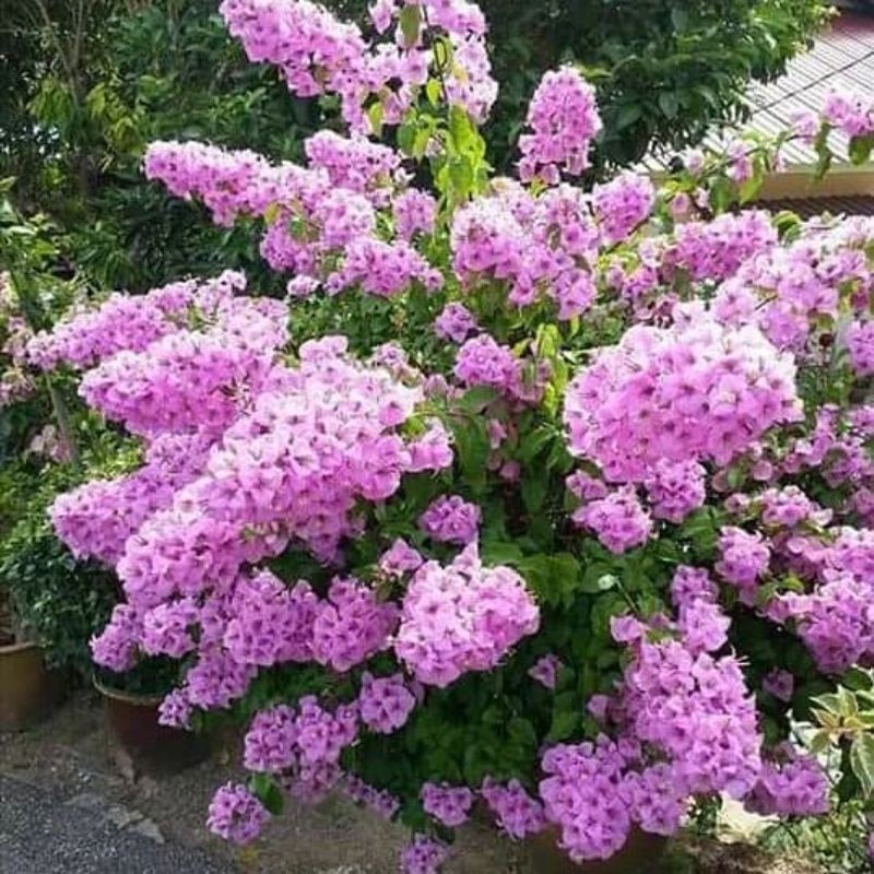 NEW PROMO Bougenville Bunga Tumpuk Jenis Double Purple