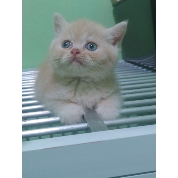 Kitten British short hair (Cream)