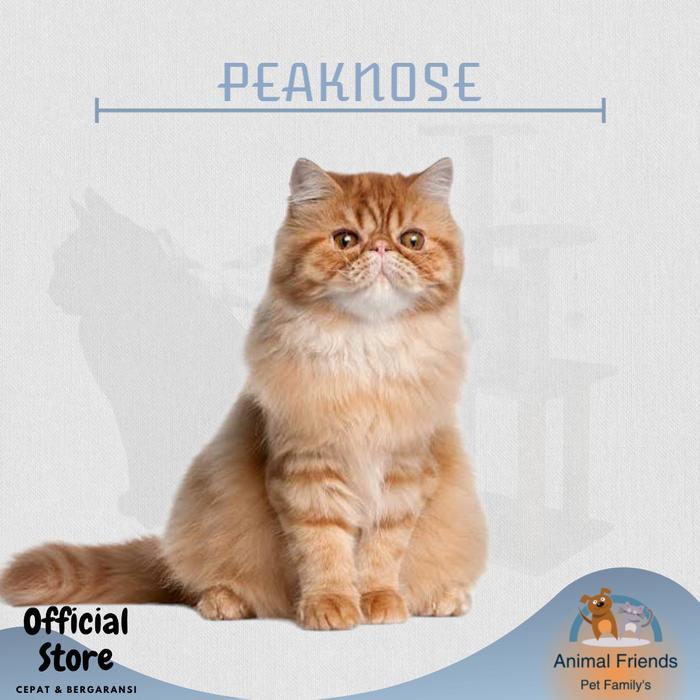 KUCING PERSIA PEAKNOSE - SHORTHAIR EXO