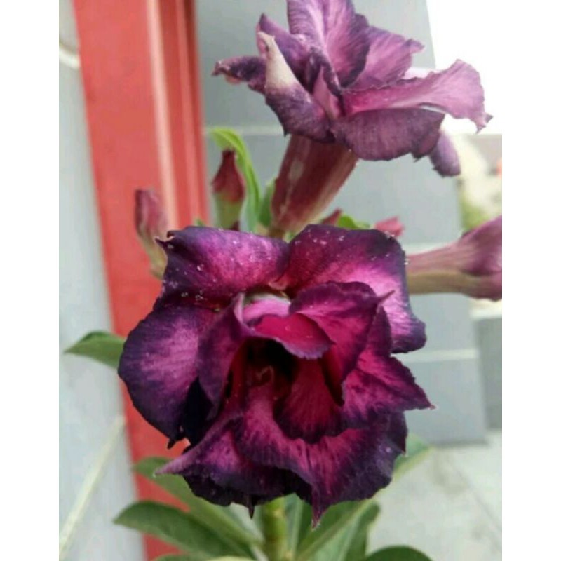 new adenium PAKET ENTRES ADENIUM