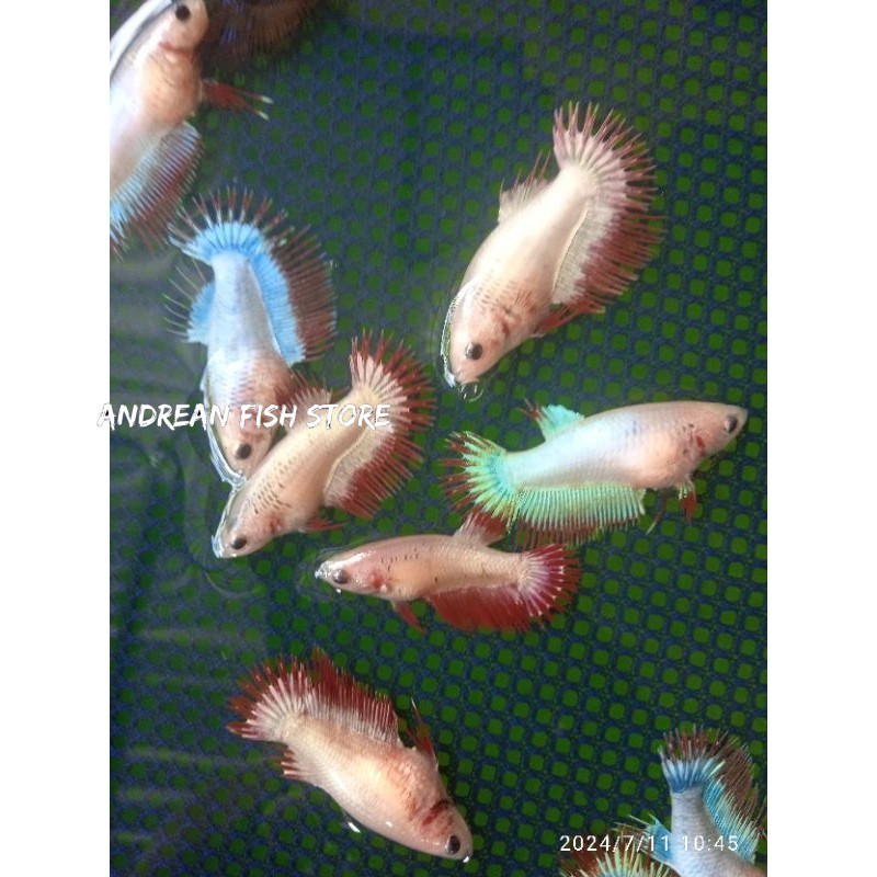 BIG SALe Ikan aquarium Cupang betta SERIT BETINA best quality