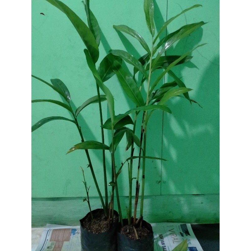 Tanaman Lengkuas/Tanaman Rimpang Lengkuas / tanaman Laos