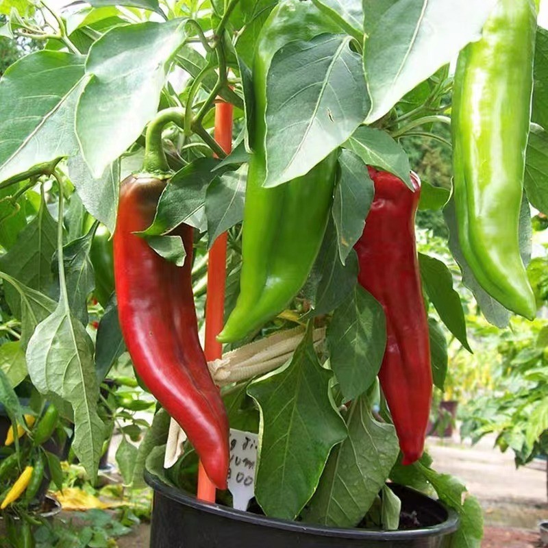 Mudah ditanam (50 Butir) Biji Cabe Merah Italian Sweet Pepper benih cabe hijau panjang/Benih Cabe Me