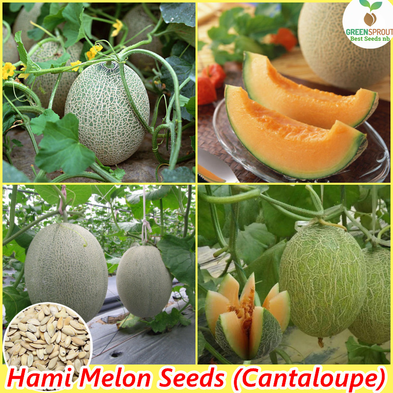 [Fast Delivery] PROMO 30 Benih Biji Melon Hijau | Melon Manis | Musk Melon BENIH MELON ORANGE JUMBO 