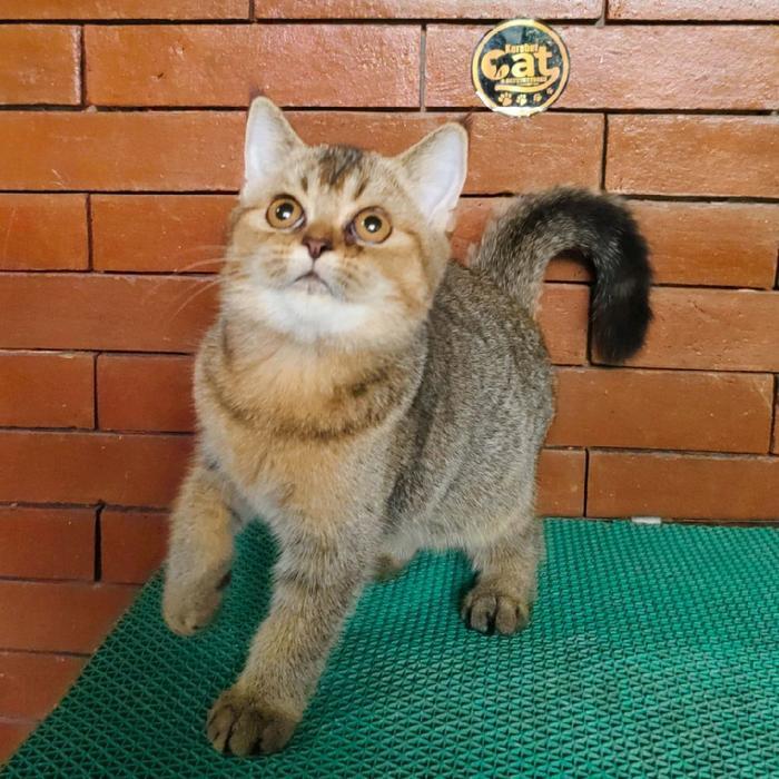 kucing British Shorthair golden