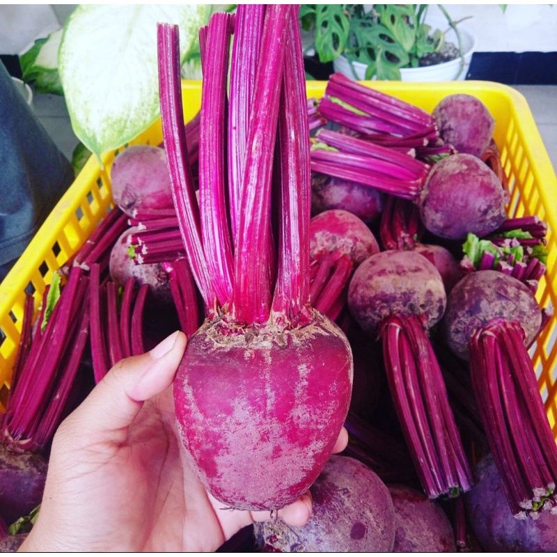 VIRAL Buah bit 1 kg beet root BATU MALANG  fresh langsung dari kebun / free packing kardus