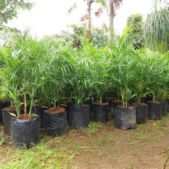 Tanaman Hias Palem Kemodoria Tanaman Indoor Palem Kemodoria