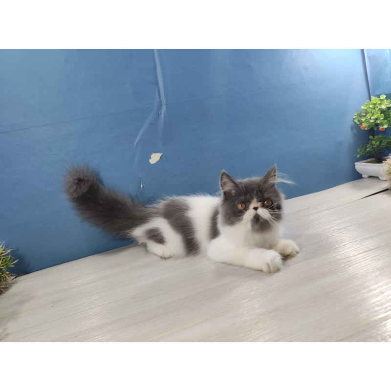 kucing kitten ras persia peaknose longhair