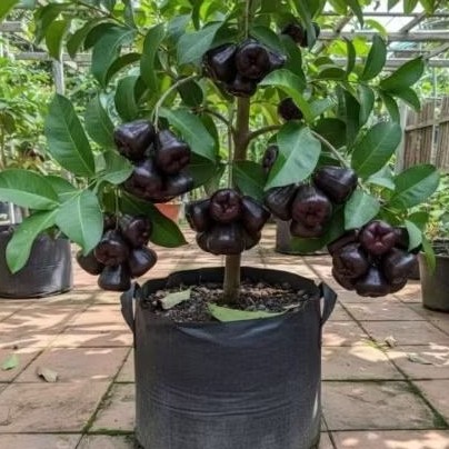 Bibit Jambu Air Hitam Black Guava Super Jumbo 100% Asli Okulasi Tempel Dan Cangkok Cepat Berbuah Di 