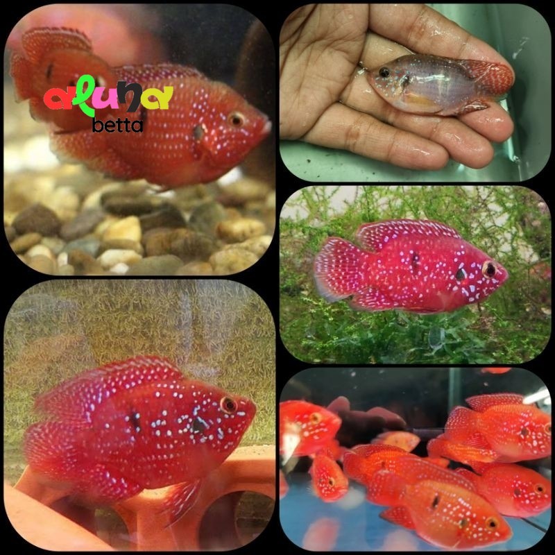 ikan red jewel balon ( PAKET ISI 4 ) cichlid untuk aquarium dan aquascape