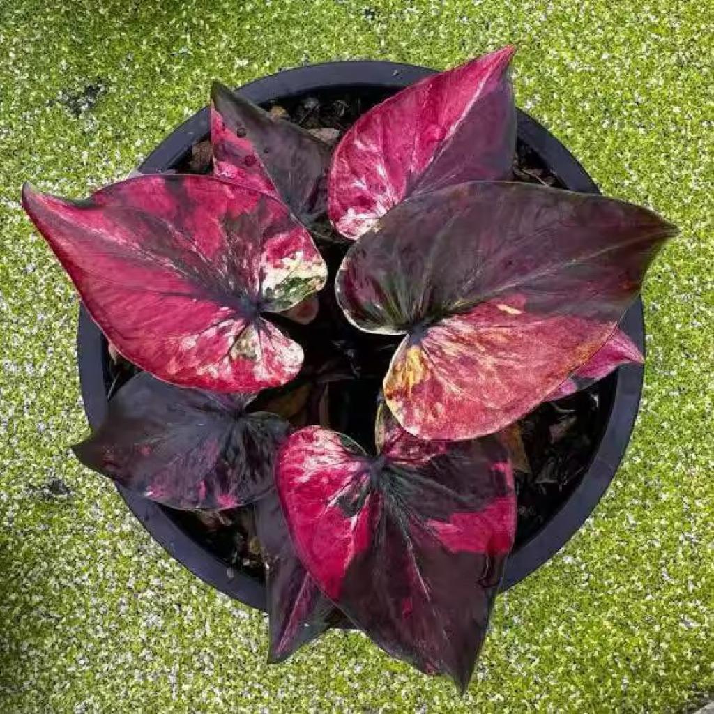 Bonggol Umbi Caladium thailand 003 Keladi