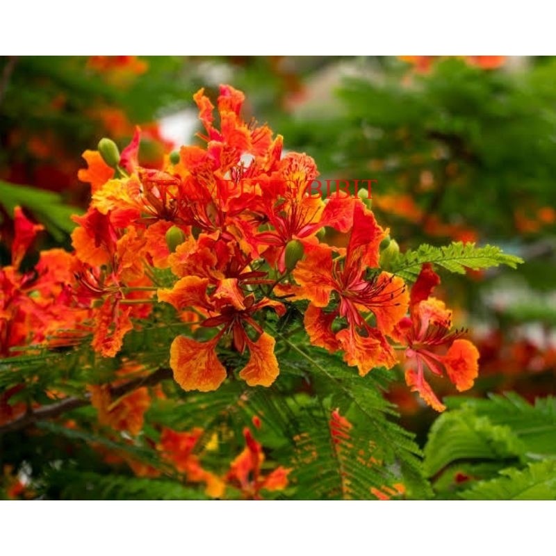 bibit flamboyan