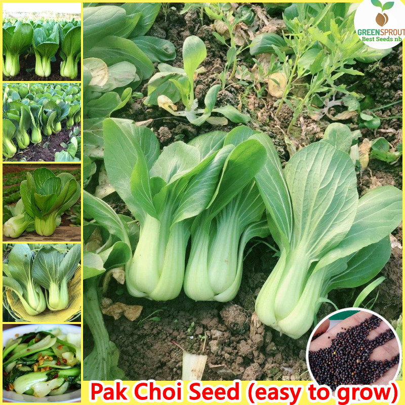 100 biji benih sawi hijau super Unggul Bibit Sayuran 
Benih Sawi Caisim hijau Sawindo bibit tanaman 