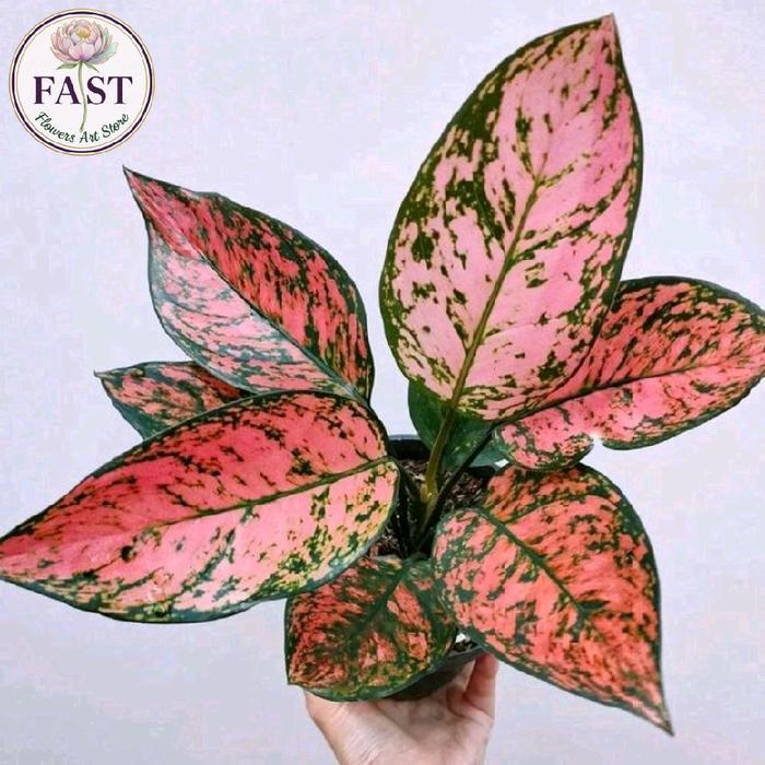 Tanaman Hias Aglonema Ruby Pink - Ruby Pink