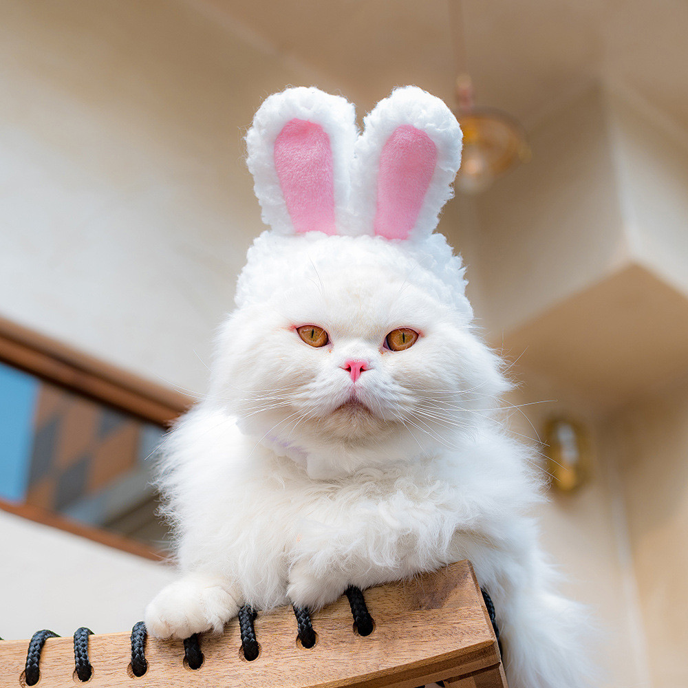 Planet Ekor COD  Tutup Kepala Kucing Topi Cross-dressing Kelinci Lucu Hiasan Kepala Kucing Alat Pera