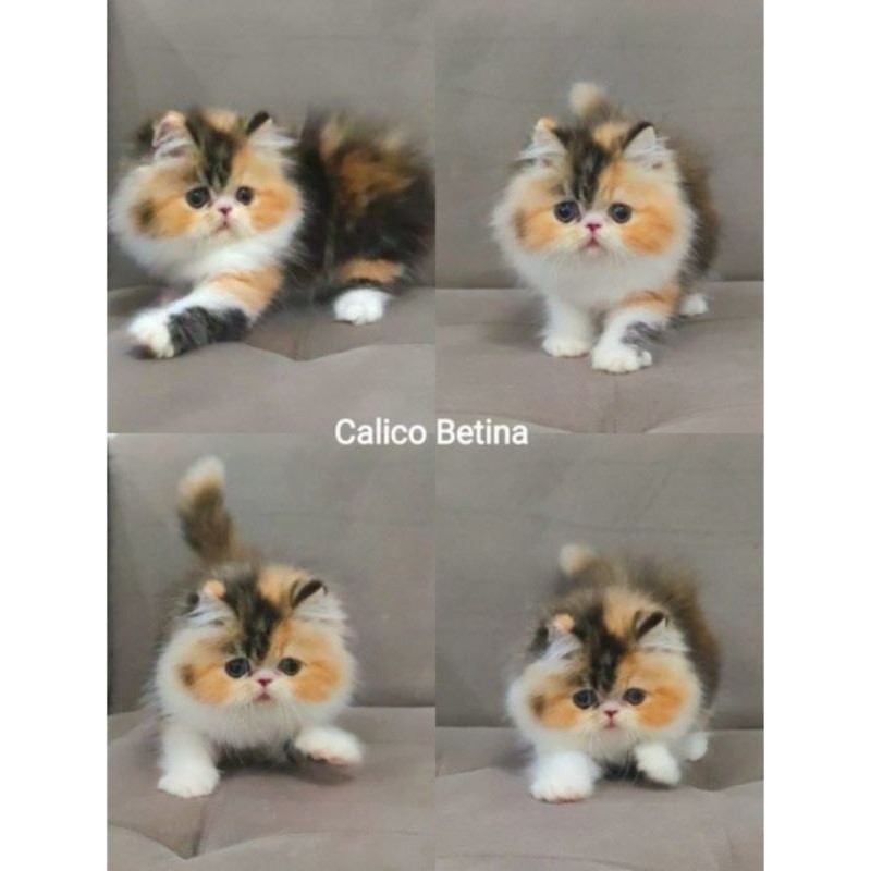 kucing persia peaknose calico