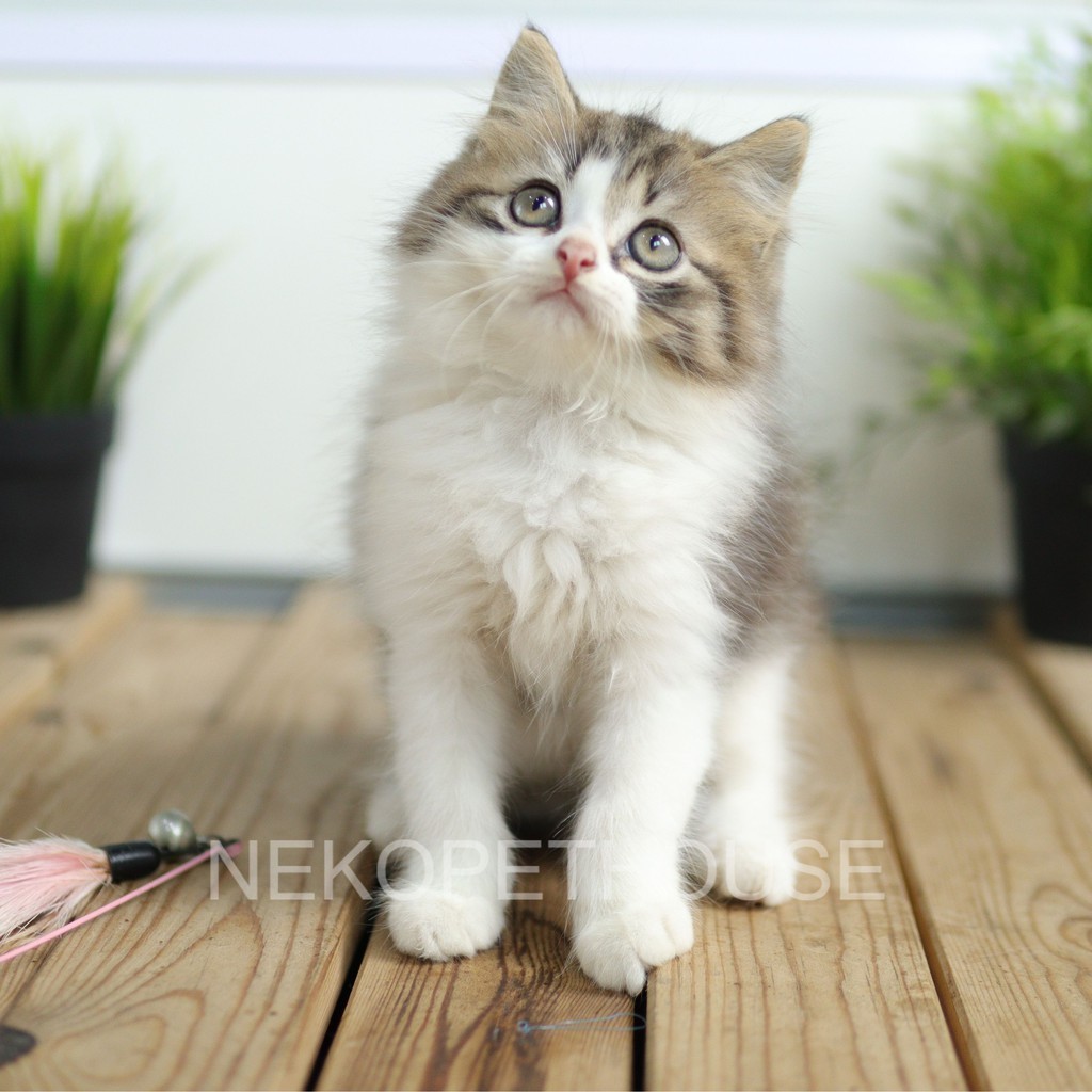 Kucing Kitten Persia Medium Longhair