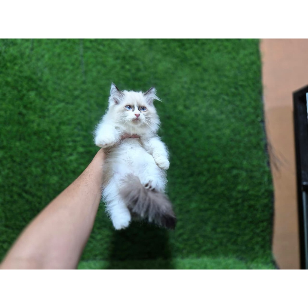 JUAL kitten persia 2.5 bulan ragdoll
