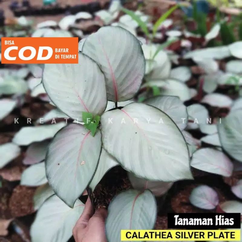 Calathea silver - Calathea silver plate - Tanaman hias calathea