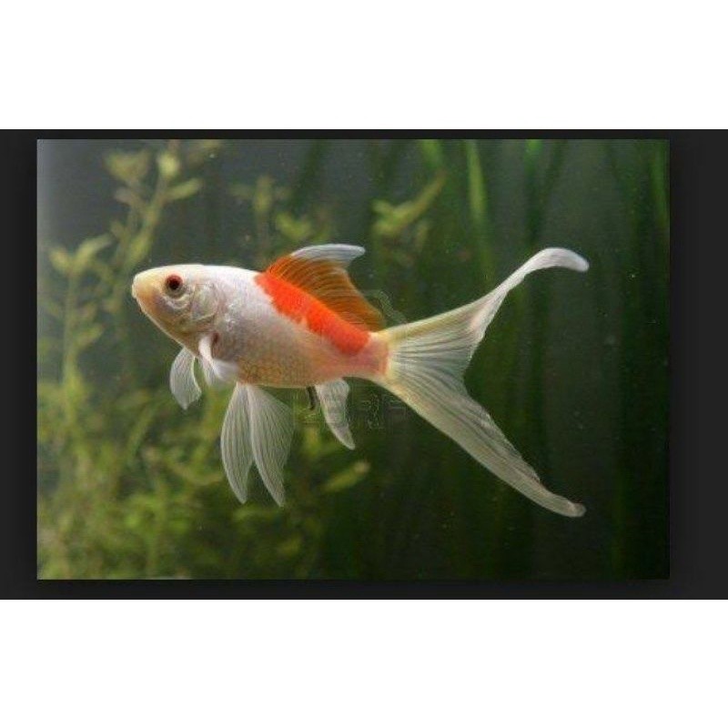 Ikan Komet Slayer Merah Putih Ukuran 2-3 Jari