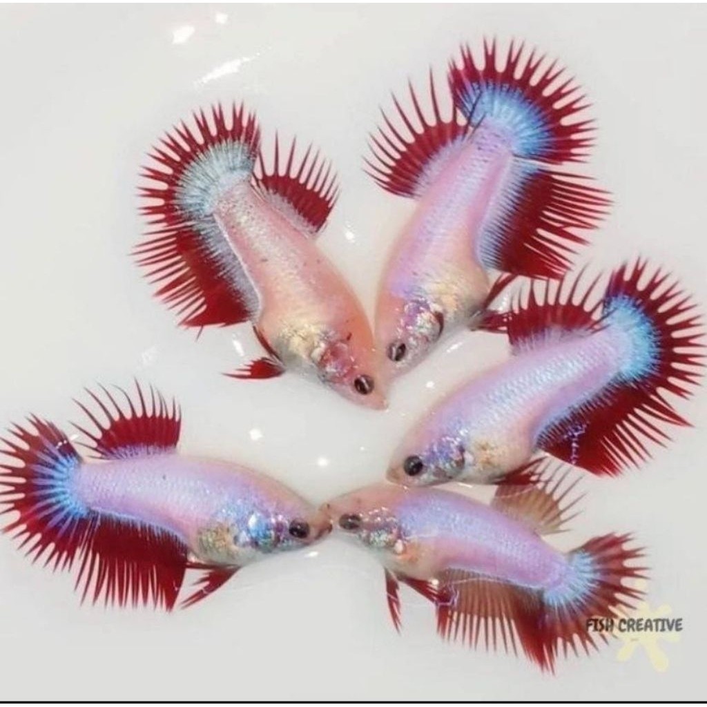 BEST SALLER Ikan Cupang Betina ISI 10 pcs Serit CT Crowntail ok