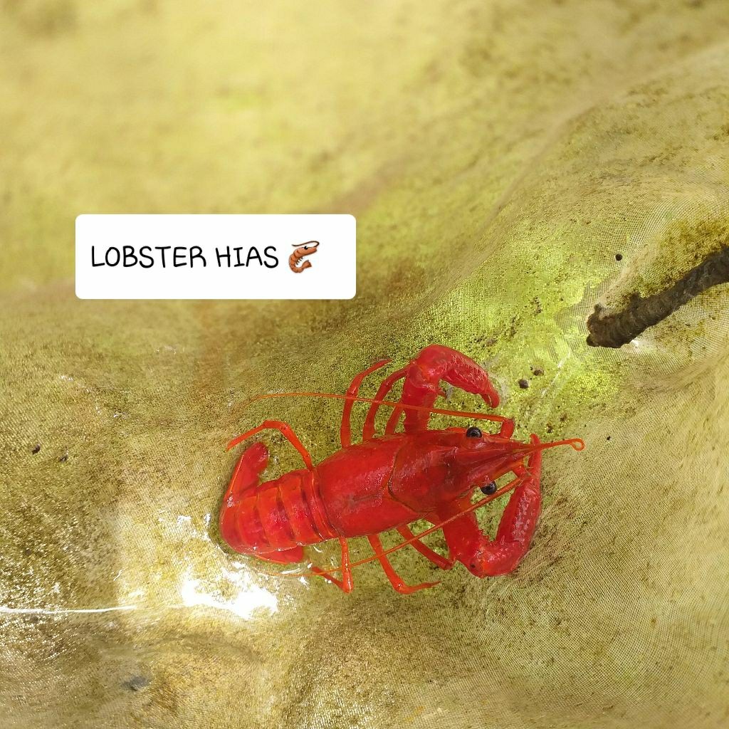 HIASAN hiasan Akuarium Lobster Hias Air Tawar ( Merah ) TERBARU