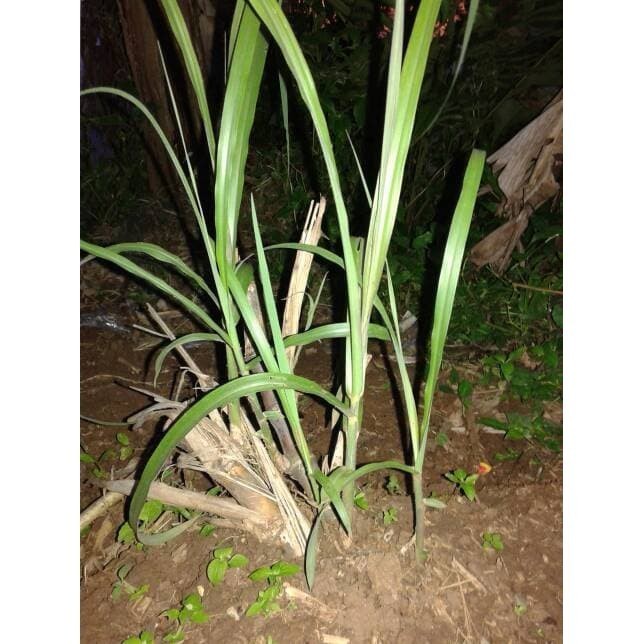 Bibit Stek Terubuk 1Kg Trubus/Terubuk/Turubuk/Terubus/Telur tebu Bibit Unggul Siap tanam Lestari Ala