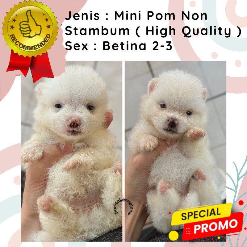 Anak Anjing Mini Pom Snow White Cream Particolor Non Stambum Jantan Betina