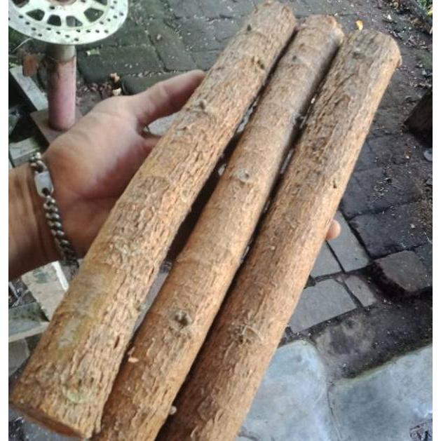 PREMIUM Bahan Stek Murbei Batang besar/ Bibit Stek Batang Murbei ..