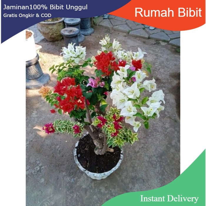 Bunga kertas bugenvil 3 warna