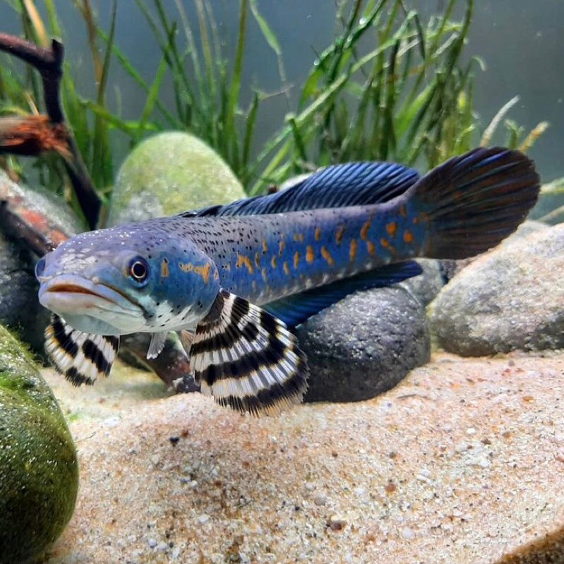 Hiasan Aquarium 8-10cm Pulchra Blue Pulcra Yellow Spot Mantap umur tua