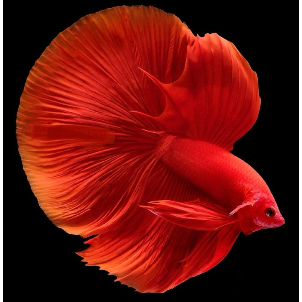 cupang halfmoon super red jantan ekor lebar merah hmsr sz M