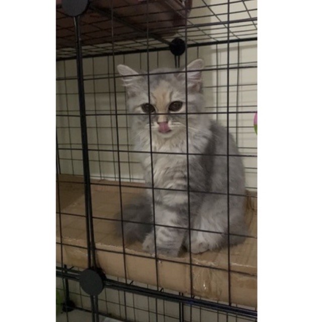 kucing British x persia