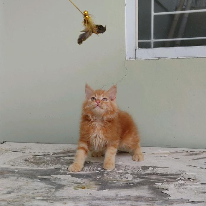 kucing kitten persia 6 ekor - mix mc jantan