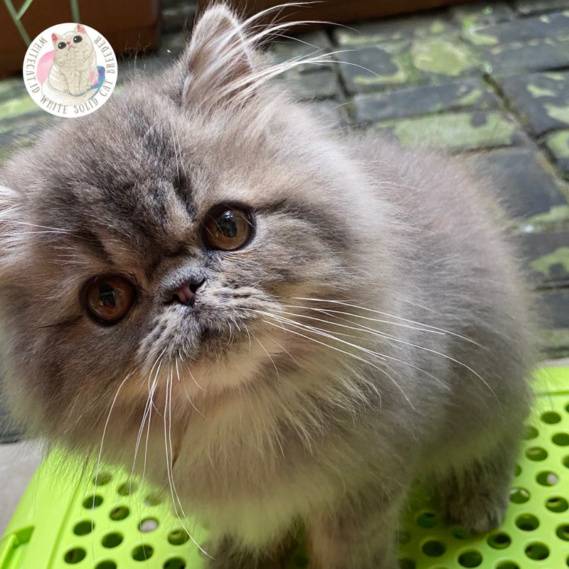boneka hidup kucing kitten persia peaknose blue solid
