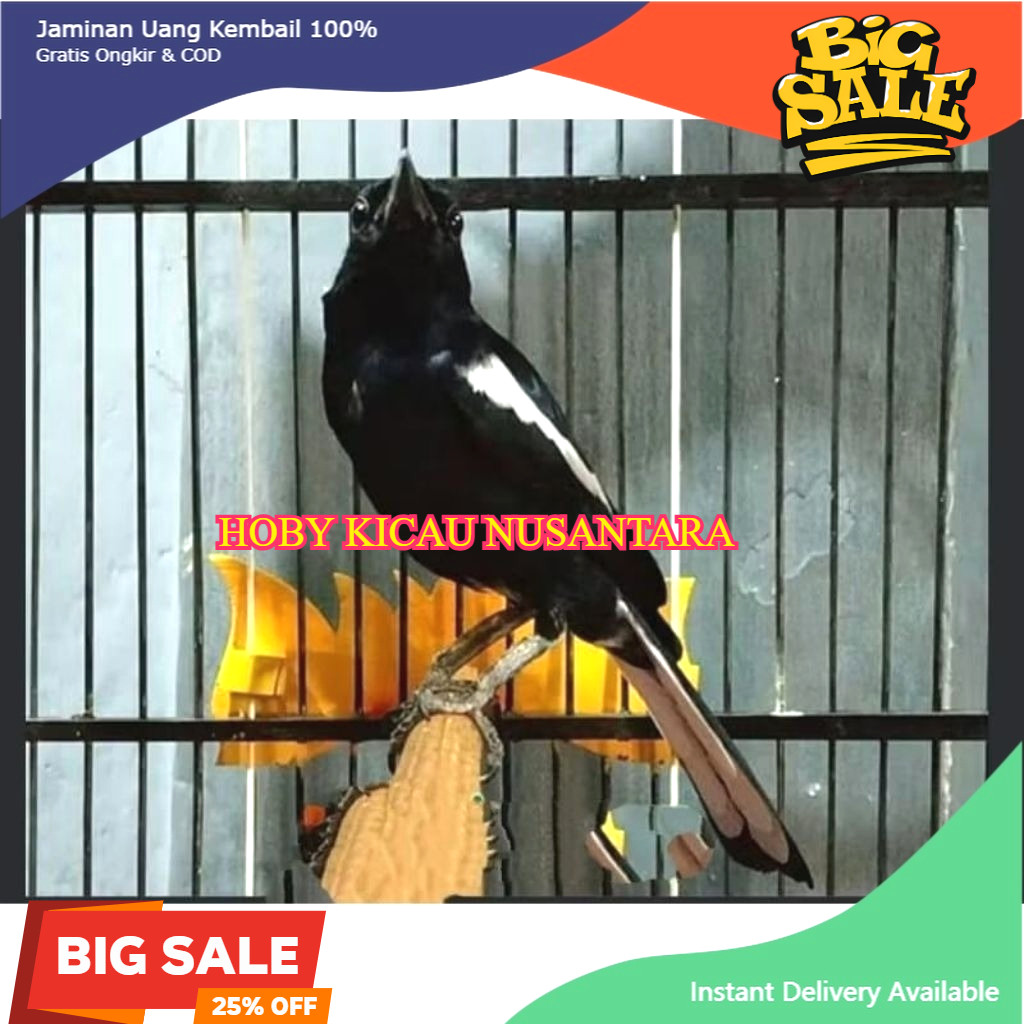 Kacer Dada Hitam Jantan Jatim Pilihan gacoran