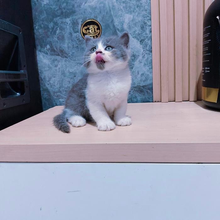 kucing British shorthair bicolor abu putih