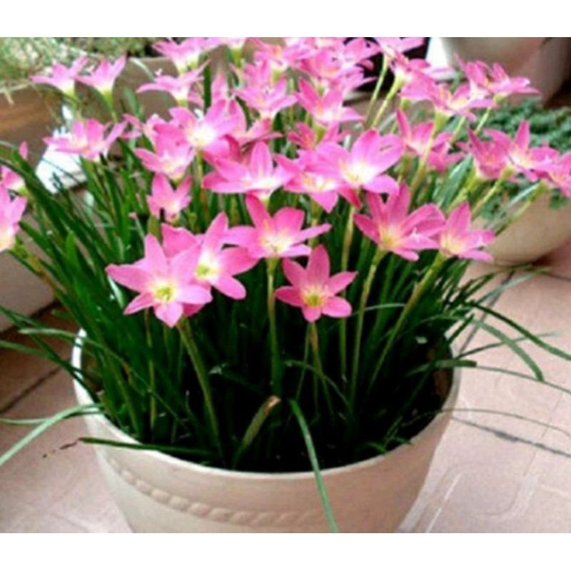 Bibit bunga lili hujan per umbi -Rain lily ..
