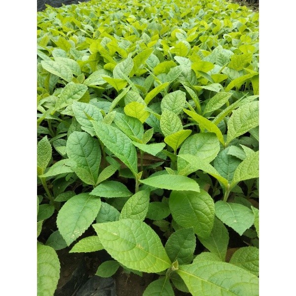 Bibit Pohon Jati super unggul