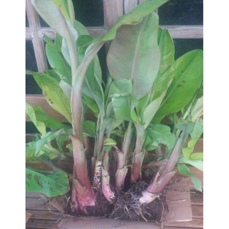 Bibit Pisang Ambon Kuning - Bibit Super