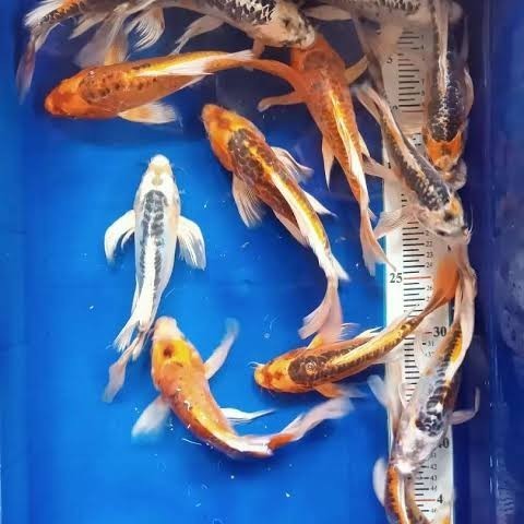 IKAN KOI KUMPAY METALIK UK 12-14 CM /IKAN HIAS AIR TAWAR /ikan hias aquascape