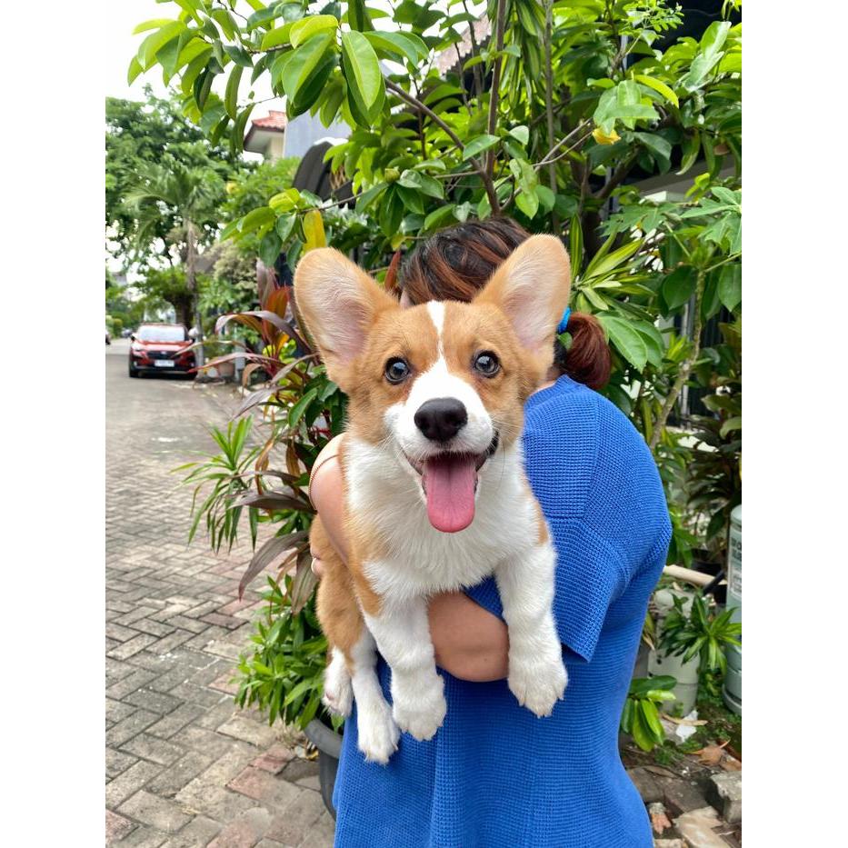 Dijual Puppy/Anakan Anjing Pembroke Welsh Corgi Betina Jantan Cowok Jantan Berkualitas Sable Putih C