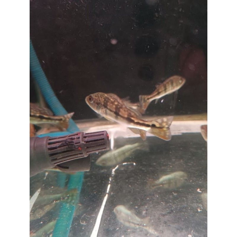 PBASS AZUL -+7CM PBAS