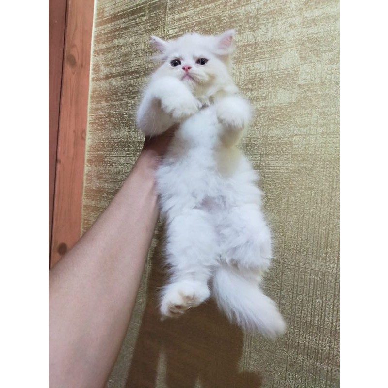 kucing Persia flatnose bigbone