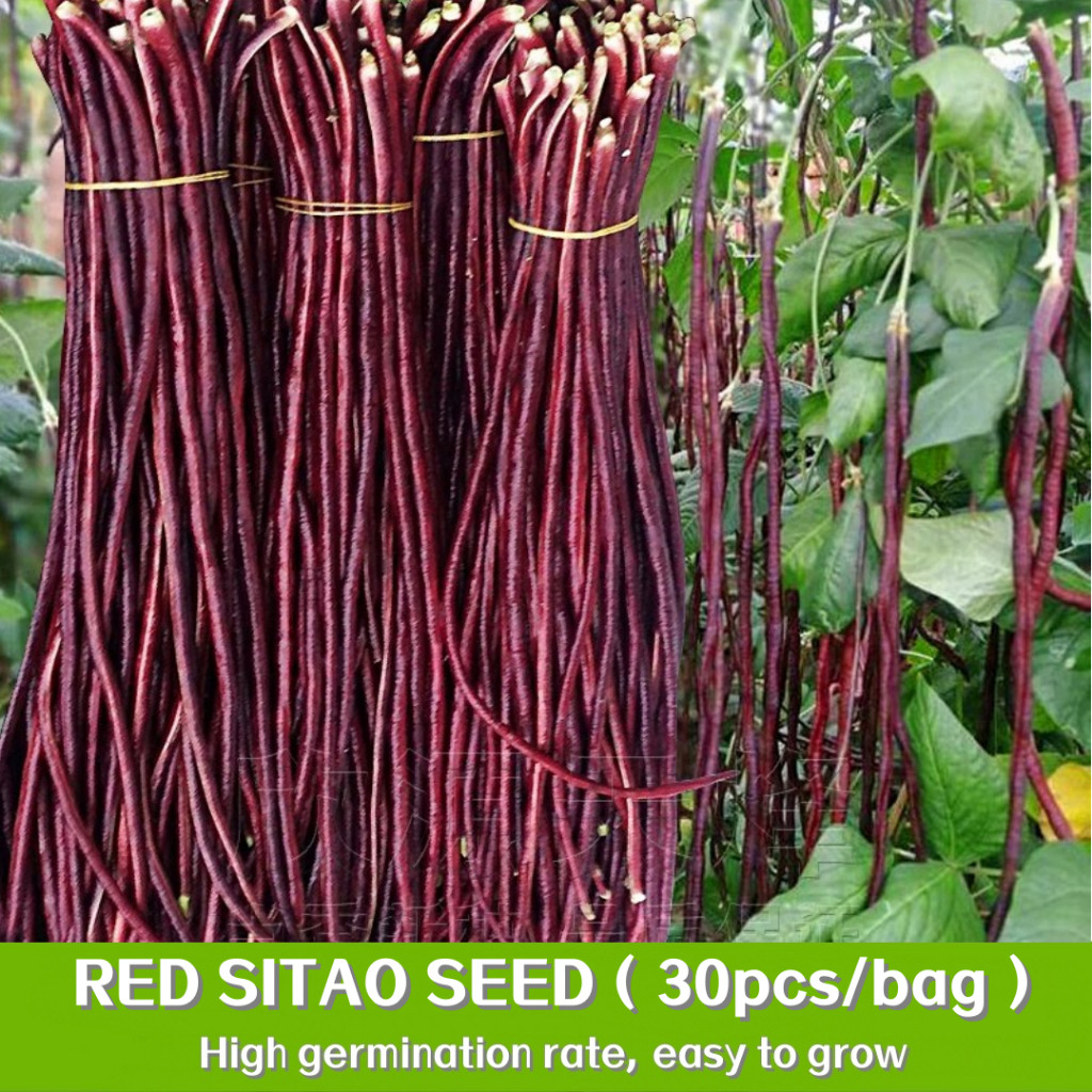 KACANG PANJANG MERAH 20 biji / bibit / benih KACANG PANJANG MERAH UNGGUL benih KACANG PANJANG UNGU