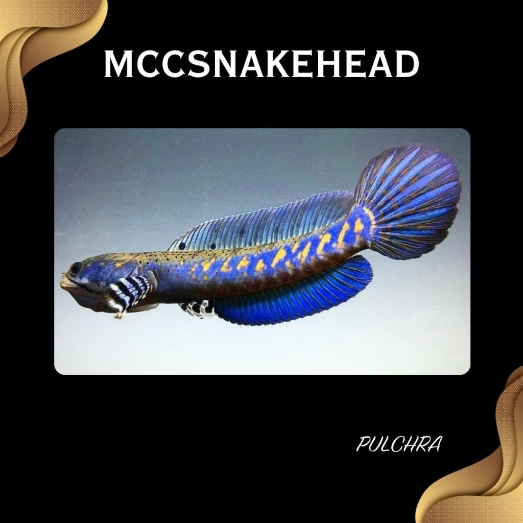 Blue Chana Pulchra Full Dot Yellow Spot | SINGLE TANK - BEST SORTIRAN | Snakehead - Channa Berkualit