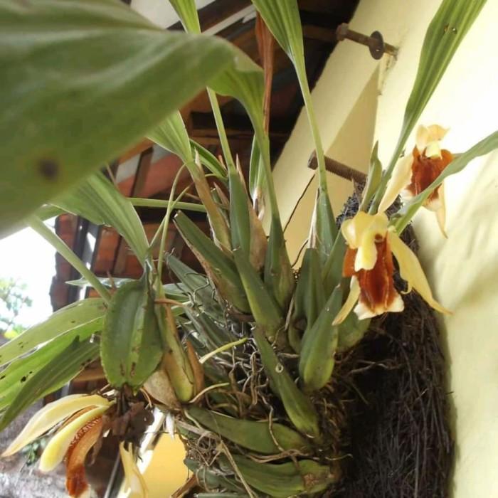 Baru Anggrek Coelogyne Speciosa per rumpun dewasa