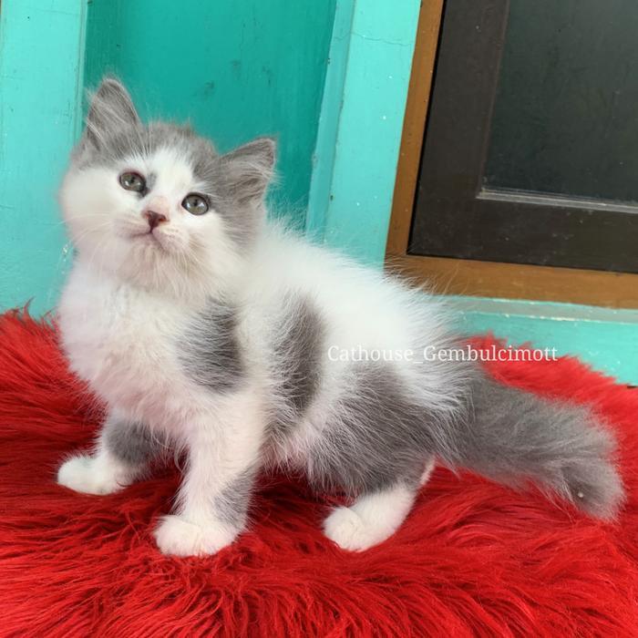 Kucing Persia Kitten Betina Usia 3 bulan