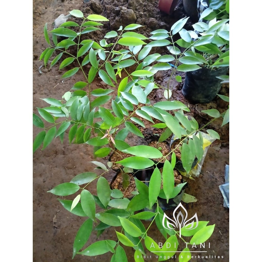 Bibit Tanaman Pohon Nagasari Unggul Siap Tanam