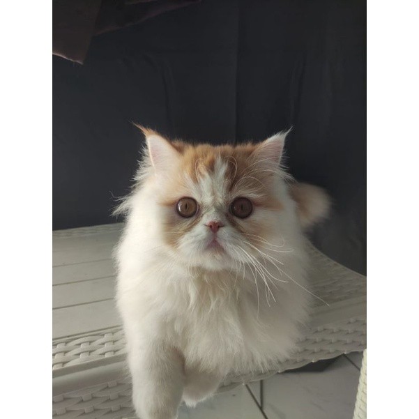 Persia flatnose longhair